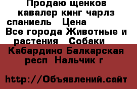 Продаю щенков кавалер кинг чарлз спаниель › Цена ­ 40 000 - Все города Животные и растения » Собаки   . Кабардино-Балкарская респ.,Нальчик г.